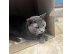 Adopt Rocky Balboa a Domestic Short Hair