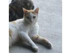Adopt Donnie a Domestic Short Hair