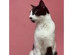 Adopt Valor a Domestic Short Hair