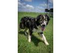 Adopt Freddy a Australian Shepherd