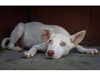 Adopt Milton a Mixed Breed