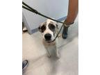Adopt Bruno a Catahoula Leopard Dog, Mixed Breed