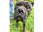 Adopt Idris a Cane Corso