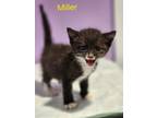 Adopt Miller a Domestic Short Hair