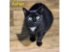 Adopt Asher a Domestic Short Hair