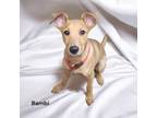 Adopt Bambi a Terrier, Mixed Breed