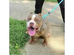 Adopt Bane (Lambo) a Pit Bull Terrier, Mixed Breed