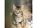 Adopt Teriyaki a Domestic Short Hair