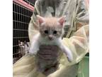 Adopt Marmorata a Domestic Short Hair