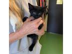Adopt Asphalt a Domestic Short Hair