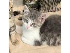 Adopt Duck a Domestic Short Hair