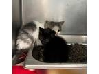 Adopt Pothole a Domestic Short Hair