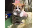 Adopt Phenomenon a Domestic Short Hair