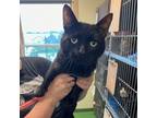 Adopt Coinkydink a Domestic Short Hair