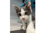 Adopt Flam a Domestic Short Hair