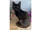 Adopt Rusty a Domestic Short Hair