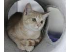 Adopt Simba 2 a Domestic Short Hair