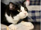 Adopt Rocky a Domestic Short Hair