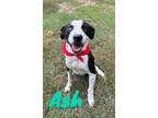 Adopt Ash 123491 a Pit Bull Terrier, Australian Shepherd