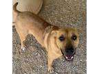 Adopt Spirit a Black Mouth Cur, Mixed Breed