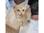 Adopt Cheeto a Domestic Short Hair