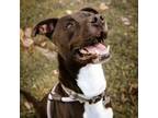 Adopt Ghoul a Mixed Breed