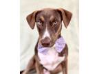 Adopt Dopey a Catahoula Leopard Dog, Mixed Breed