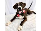 Adopt Jasper a Boxer, Black Mouth Cur