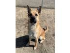 Adopt Laddy a Mixed Breed