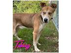 Adopt Tobias a Siberian Husky, Mixed Breed