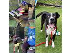 Adopt LUKE a Labrador Retriever