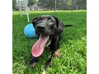 Adopt Sid a Black Labrador Retriever, Mixed Breed