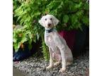 Adopt Herringbone a Standard Poodle
