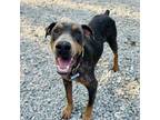 Adopt Splash a Doberman Pinscher