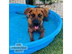 Adopt Earl a German Shepherd Dog