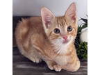 Adopt Cider a Tabby, Domestic Short Hair