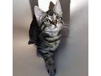 Adopt Ludwig a Tabby, Domestic Short Hair