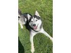 Adopt Mac a Siberian Husky