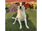 Adopt Hoss--In Foster a Shepherd, Labrador Retriever