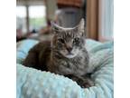 Adopt Daryl--In Foster a Domestic Short Hair