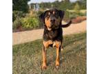 Adopt Rooster***ADOPTION PENDING*** a Rottweiler, Shepherd