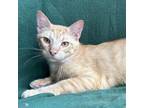 Adopt Benedict a Domestic Short Hair