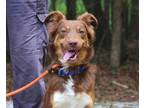 Adopt Scout a Australian Shepherd