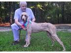 Adopt Gary a Standard Poodle