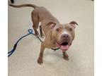 Adopt Fallon a Pit Bull Terrier, Mixed Breed
