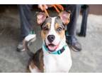 Adopt SeaBiscuit Lizman a Boxer, Australian Shepherd