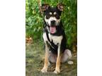 Adopt Arlo a Shepherd, American Staffordshire Terrier