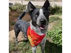 Adopt Eddard a Australian Cattle Dog / Blue Heeler, Mixed Breed