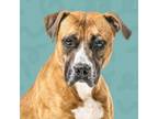Adopt Rocky a Pit Bull Terrier, Mixed Breed