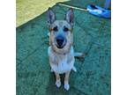 Adopt DAMON a German Shepherd Dog